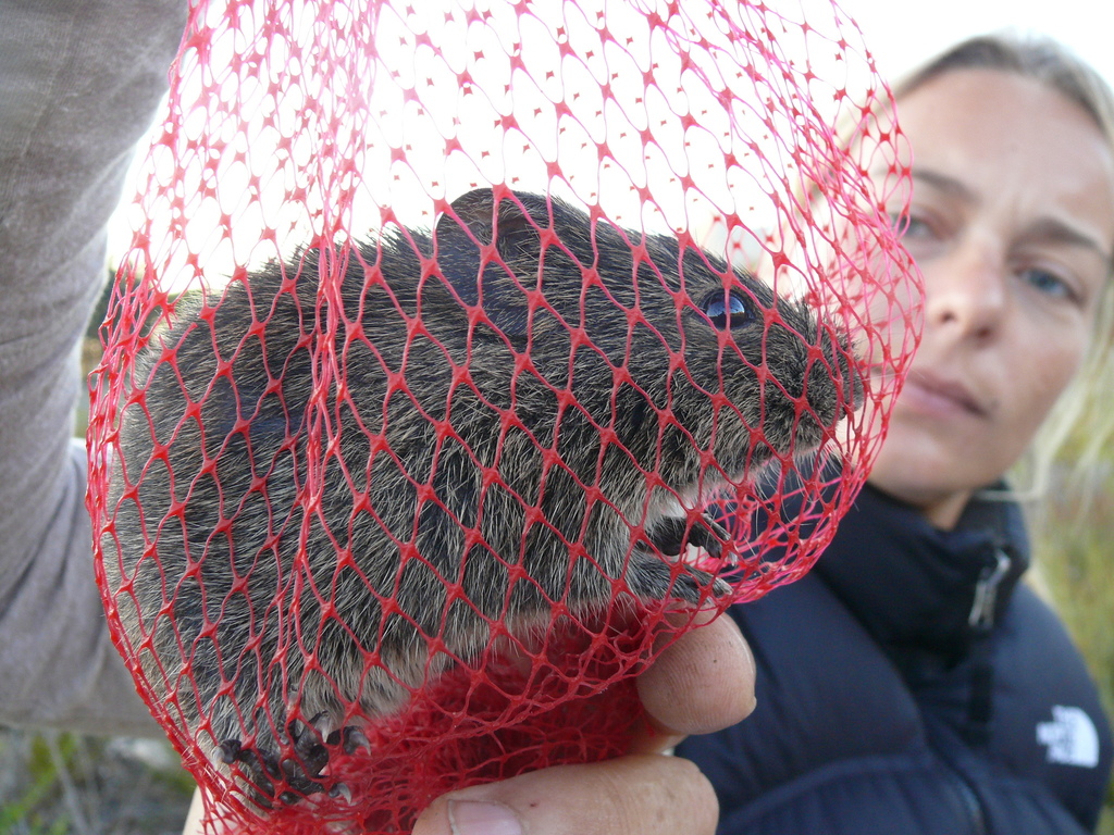 Southern African Vlei Rat