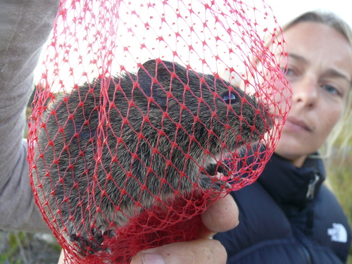 Southern African Vlei Rat