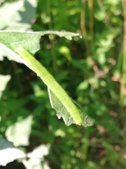 Scoliopteryx libatrix