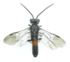 Dolerus timidus
