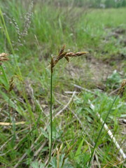 Carex colchica
