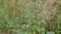 Malva sylvestris sylvestris