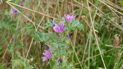 Malva sylvestris sylvestris