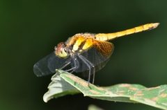 Sympetrum speciosum