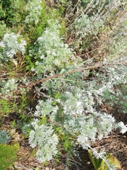 Artemisia frigida