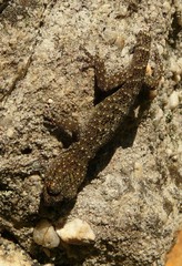 Goggia microlepidota