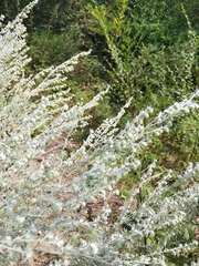 Artemisia frigida