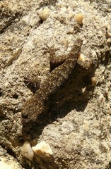 Goggia microlepidota