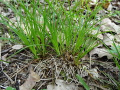 Carex humilis