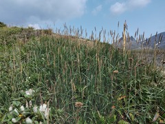 Leymus ajanensis