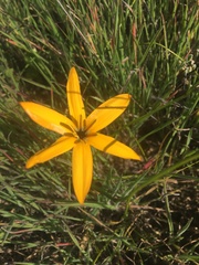 Pauridia linearis
