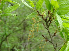 Quercus trojana