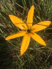 Pauridia linearis