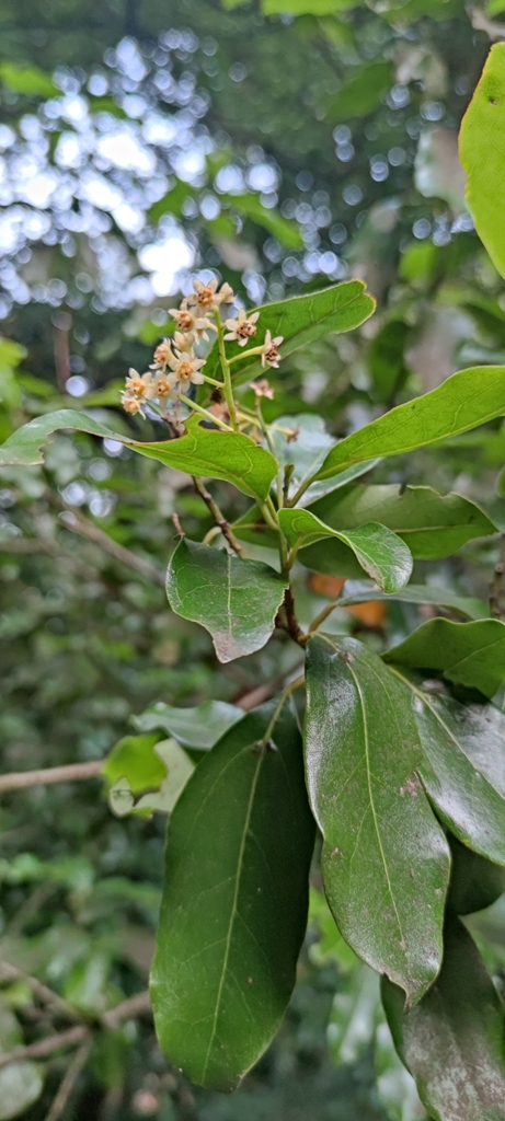 TILO OCOTEA FOETENS visual data 6