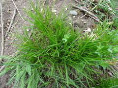 Carex humilis