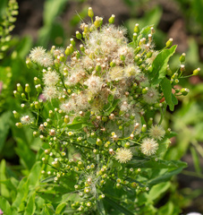 Erigeron canadensis