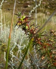 Cliffortia acanthophylla