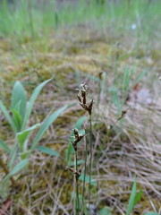 Carex praecox