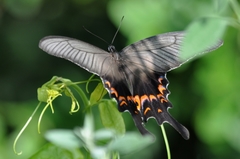 Papilio macilentus