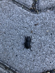 Dorcus parallelipipedus