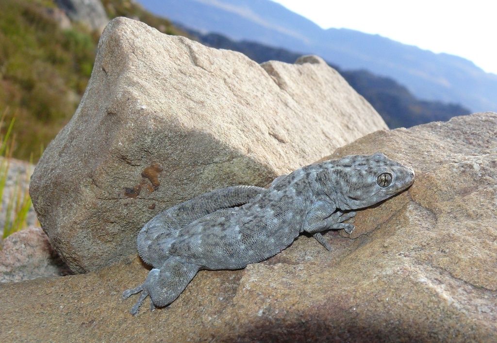 Small-Scaled Gecko