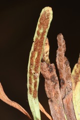 Notogrammitis patagonica