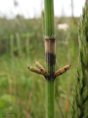 Equisetum ramosissimum