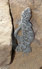 Goggia microlepidota