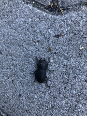 Dorcus parallelipipedus