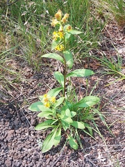 Solidago cuprea