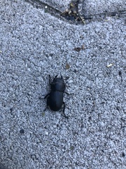 Dorcus parallelipipedus
