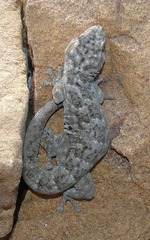 Goggia microlepidota