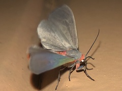 Pygarctia murina