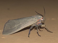 Pygarctia murina
