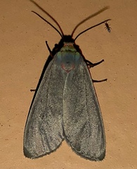 Pygarctia murina