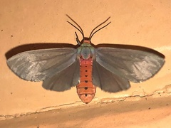 Pygarctia murina