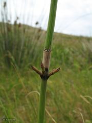 Equisetum ramosissimum