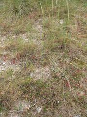 Equisetum ramosissimum