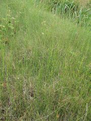 Equisetum ramosissimum