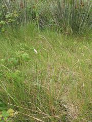 Equisetum ramosissimum