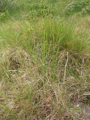 Equisetum ramosissimum