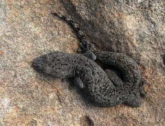 Goggia microlepidota