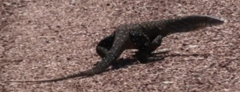 Varanus giganteus