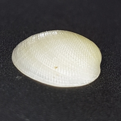 Lucinella divaricata