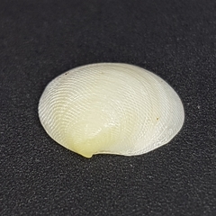 Lucinella divaricata