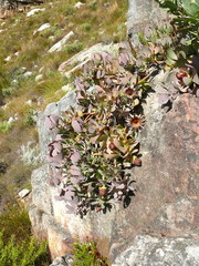 Protea recondita