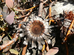Protea recondita