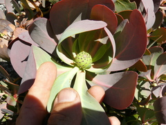 Protea recondita
