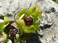 Protea recondita