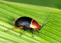 Hemithyrsocera palliata